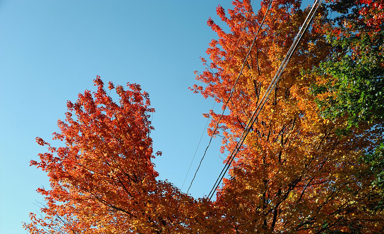 LiDAR-based Asset Management Services (LiAMS) for Utilities